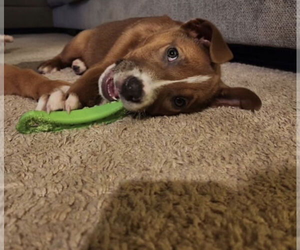 Medium Photo #7 Shepradors Puppy For Sale in Princeton, MN, USA