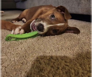 Pepper - Female Shepradors Dog for Adoption - Photo #7