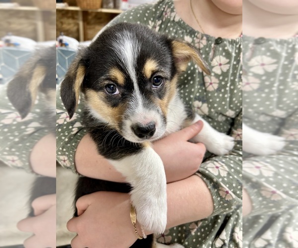 Medium Photo #30 Pembroke Welsh Corgi Puppy For Sale in ROCK VALLEY, IA, USA