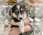 Small Photo #30 Pembroke Welsh Corgi Puppy For Sale in ROCK VALLEY, IA, USA