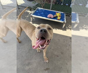 Mastiff-Unknown Mix Dogs for adoption in Chula Vista, CA, USA