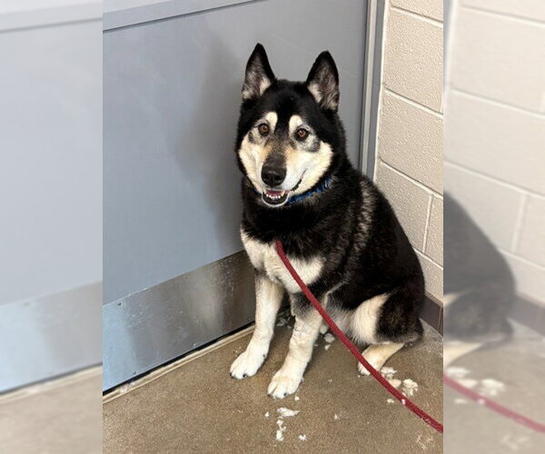 Medium Photo #1 Gerberian Shepsky Puppy For Sale in Waterford, VA, USA