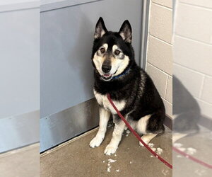 Gerberian Shepsky Dogs for adoption in Waterford, VA, USA