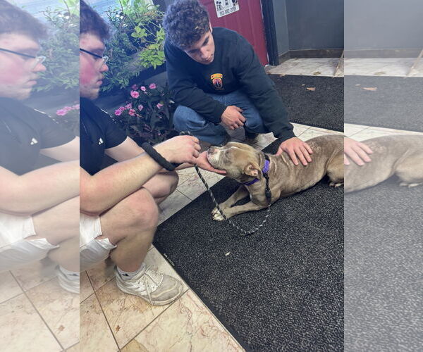 Medium Photo #2 Mutt Puppy For Sale in Leavenworth, KS, USA