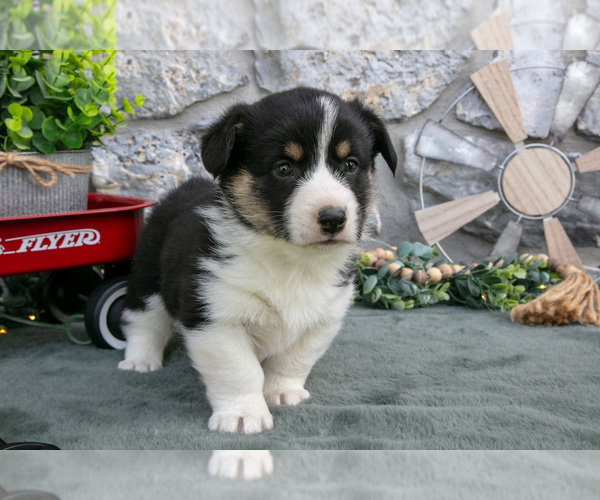 Medium Photo #2 Pembroke Welsh Corgi Puppy For Sale in LEOLA, PA, USA