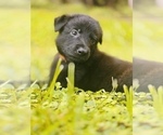 Small Photo #35 German Shepherd Dog Puppy For Sale in WEST POINT, VA, USA