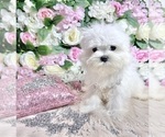Small Photo #67 Maltese Puppy For Sale in HAYWARD, CA, USA