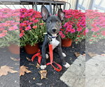 Martin - Male American Pit Bull Terrier-Unknown Mix Dog for Adoption - Small photo