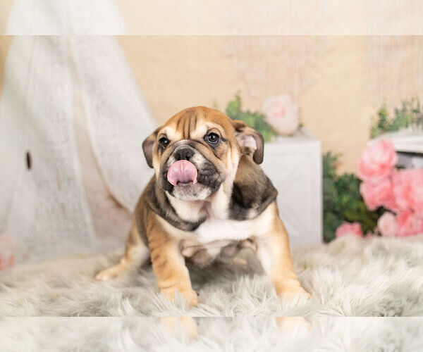 Medium Photo #9 English Bulldog Puppy For Sale in WARSAW, IN, USA