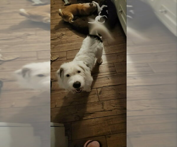 Medium Photo #1 Bassetoodle Puppy For Sale in Fairfax, VA, USA