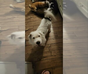 Mickey *Adopt or Foster* - Male Bassetoodle Dog for Adoption