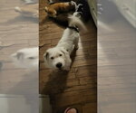 Mickey *Adopt or Foster* - Male Bassetoodle Dog for Adoption - Small photo