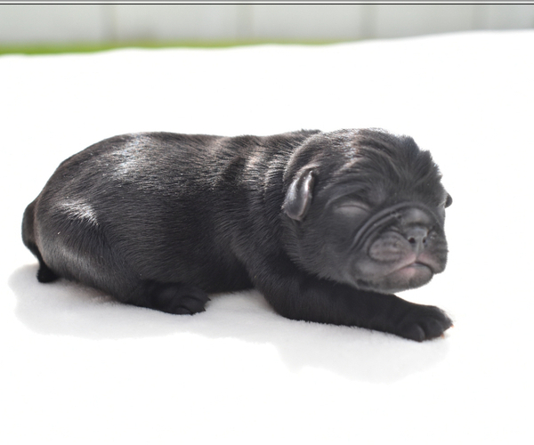 Medium Photo #5 Pug Puppy For Sale in PALM COAST, FL, USA