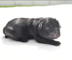 Small #4 Pug