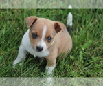 Puppy Puppy 2 Rat Terrier