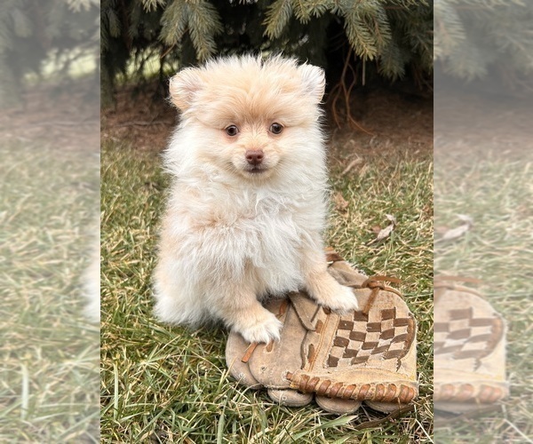 Medium Photo #2 Pomeranian Puppy For Sale in MIDDLEBURY, IN, USA