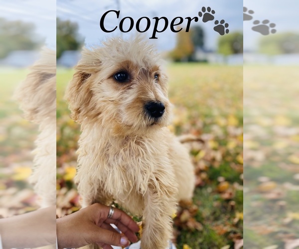 Medium Photo #7 Goldendoodle Puppy For Sale in COOKEVILLE, TN, USA