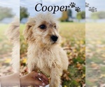 Small Photo #7 Goldendoodle Puppy For Sale in COOKEVILLE, TN, USA