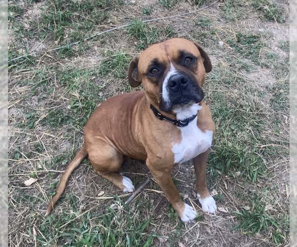 Medium Photo #1 Boxer Puppy For Sale in  Katy, TX, USA
