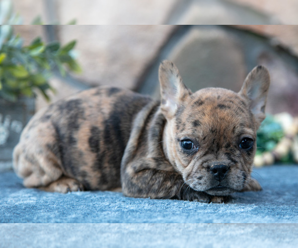 Medium Photo #18 French Bulldog Puppy For Sale in MILLERSBURG, OH, USA