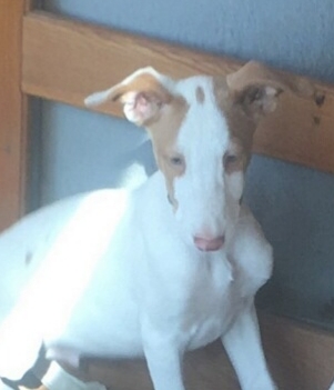 Medium Photo #1 Ibizan Hound Puppy For Sale in WEED, CA, USA