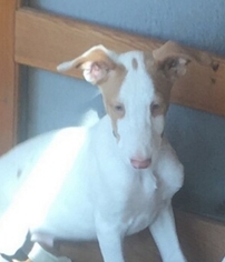 Ibizan Hound Puppy for sale in WEED, CA, USA