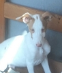 Small Photo #1 Ibizan Hound Puppy For Sale in WEED, CA, USA