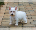 Small #7 Poodle (Toy)-West Highland White Terrier Mix