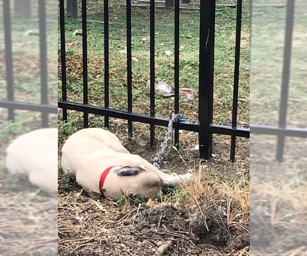 Medium Photo #2 Mastiff-Unknown Mix Puppy For Sale in Houston, TX, USA