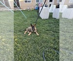 Small Photo #2 German Shepherd Dog Puppy For Sale in MODESTO, CA, USA
