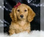 Puppy IZZY Dachshund