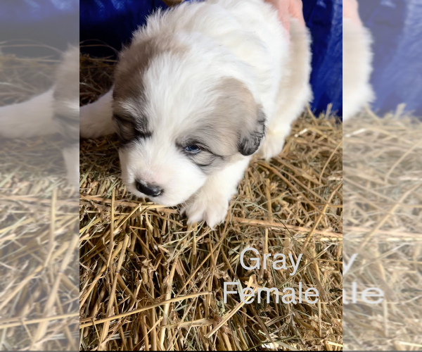 Medium Photo #9 Great Pyrenees Puppy For Sale in LINCOLN, MI, USA