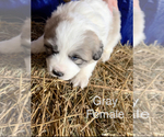 Small Photo #9 Great Pyrenees Puppy For Sale in LINCOLN, MI, USA