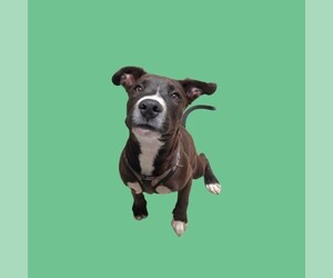 Labrador Retriever-Unknown Mix Dogs for adoption in Bakersfield, CA, USA