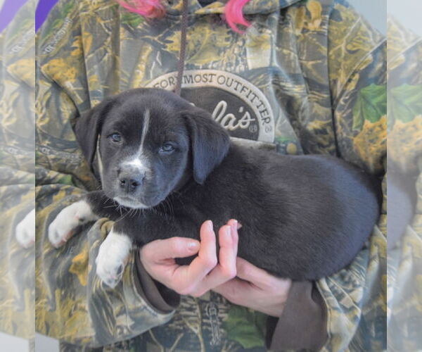 Medium Photo #2 American Bulldog-Unknown Mix Puppy For Sale in Huntley, IL, USA
