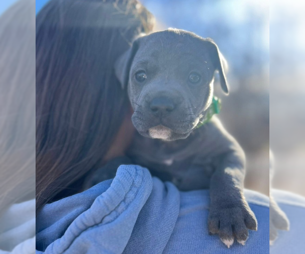 Medium Photo #2 Mutt Puppy For Sale in OKLAHOMA CITY, OK, USA