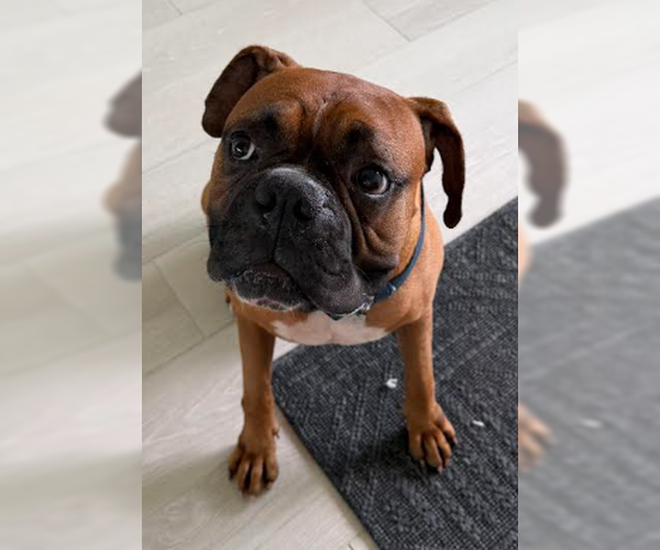 Medium Photo #2 Boxer Puppy For Sale in Austin, TX, USA