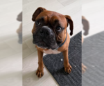 Small #1 Boxer