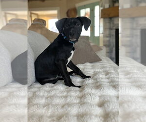 Tally - Female Labrador Retriever-Unknown Mix Dog for Adoption - Photo #2