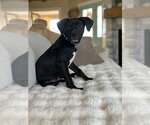 Small Photo #2 Labrador Retriever-Unknown Mix Puppy For Sale in Sandy, UT, USA