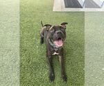 Small #22 American Pit Bull Terrier Mix