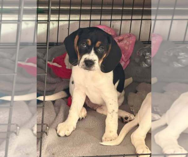 Medium Photo #8 Beagle-Unknown Mix Puppy For Sale in New York, NY, USA