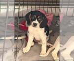 Small Photo #8 Beagle-Unknown Mix Puppy For Sale in New York, NY, USA