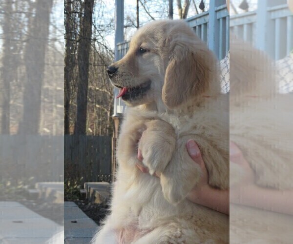 Medium Photo #21 Golden Retriever Puppy For Sale in MECHANICSVILLE, MD, USA