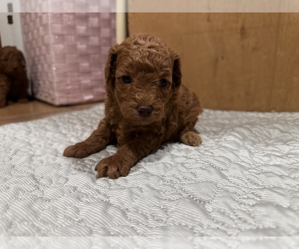 Medium Photo #1 Poodle (Toy) Puppy For Sale in ANAHEIM, CA, USA