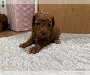 Poodle (Toy) Puppy for sale in ANAHEIM, CA, USA