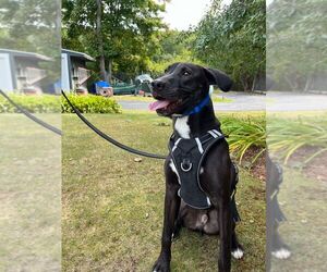 Labrador Retriever-Unknown Mix Dogs for adoption in Sterling, MA, USA