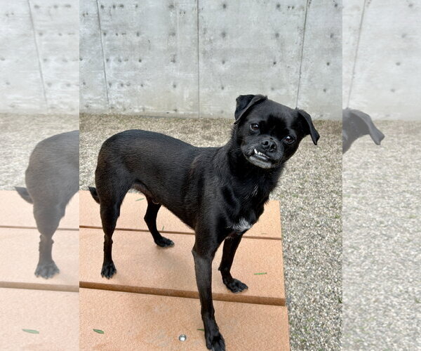 Medium Photo #2 Pug-Unknown Mix Puppy For Sale in Mission Viejo, CA, USA