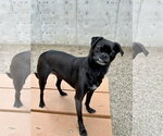 Small #1 Pug Mix