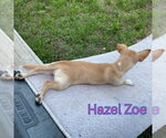 Small #5 Chiweenie